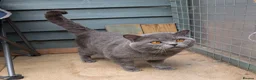 British Shorthair cats for stud: Bsh stud - Advert 3