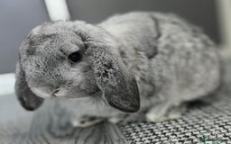 Mini Lop rabbits for sale: Bonded Pair of Indoor Rabbits - Image 5