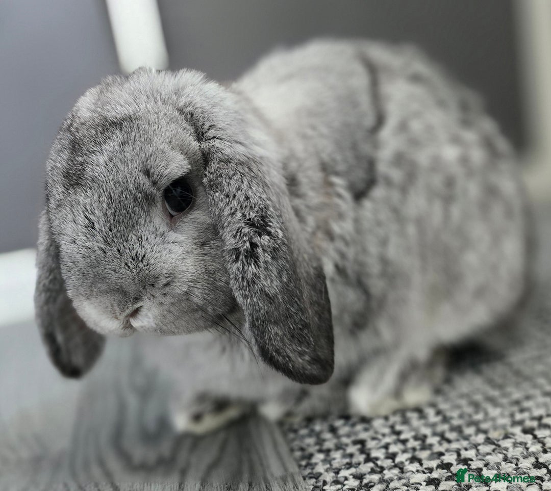 Mini Lop rabbits for sale: Bonded Pair of Indoor Rabbits - Image 5