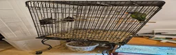 Parrots birds for sale: Derbyan Parakeet for Sale – 10 Years Old in London - Advert 3