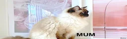 Ragdoll cats for sale: GCCF ACTIVE (FOR BREEDING) SEAL POINT MITTED GIRL - Advert 13