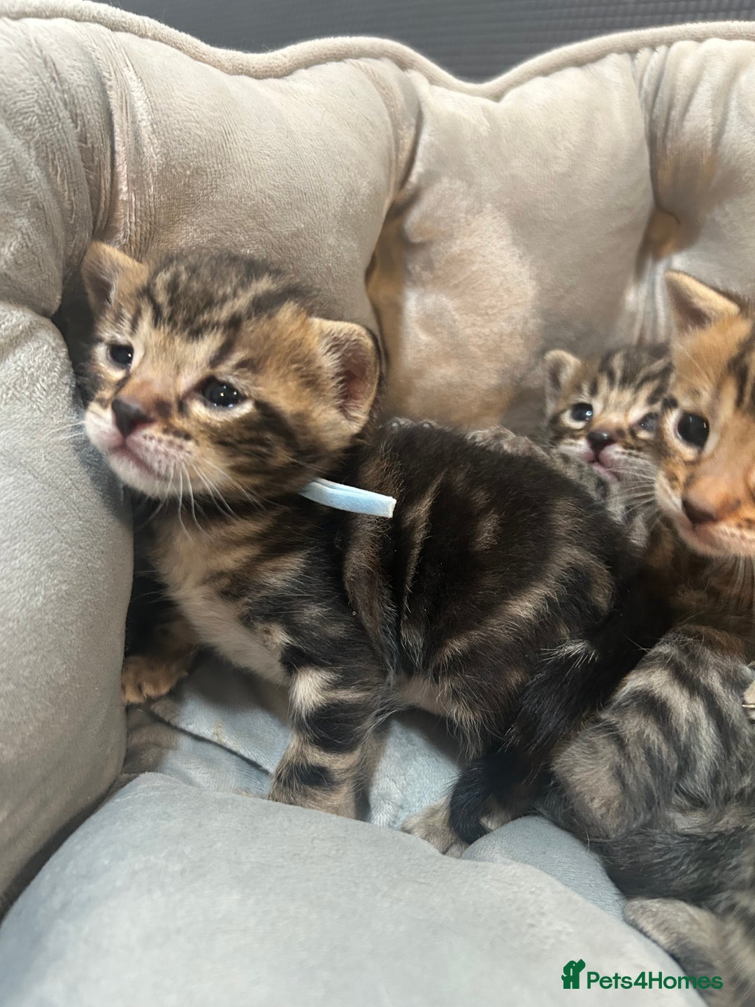 Bengal cats for sale: 5 bengal x tiger cubs for sale ragdoll x stunning - Image 2