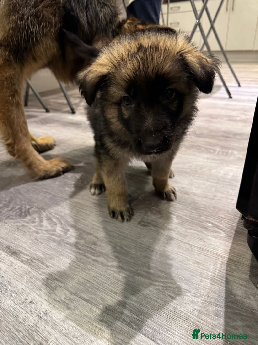 German Shepherd dogs for sale: german shepherd puppies full pedigree  - Advert 22