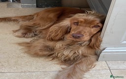 Cocker Spaniel dogs for sale: KC Show Cocker Spaniel Puppies - Due Sept  - Image 17