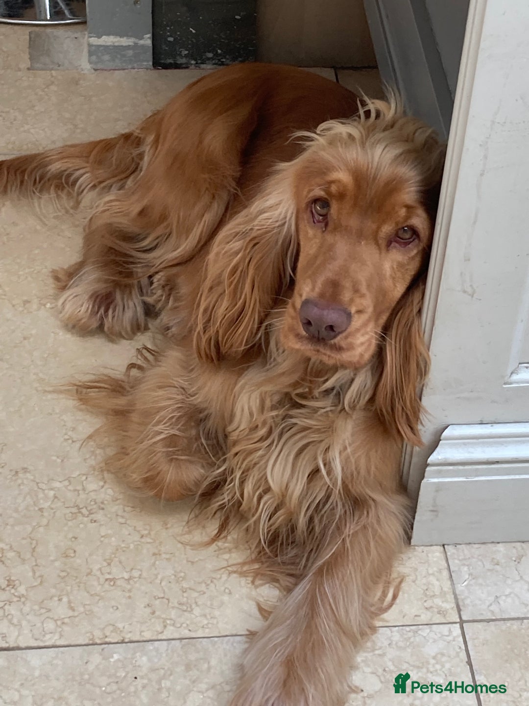 Cocker Spaniel dogs for sale: KC Show Cocker Spaniel Puppies - Due Sept  - Image 17