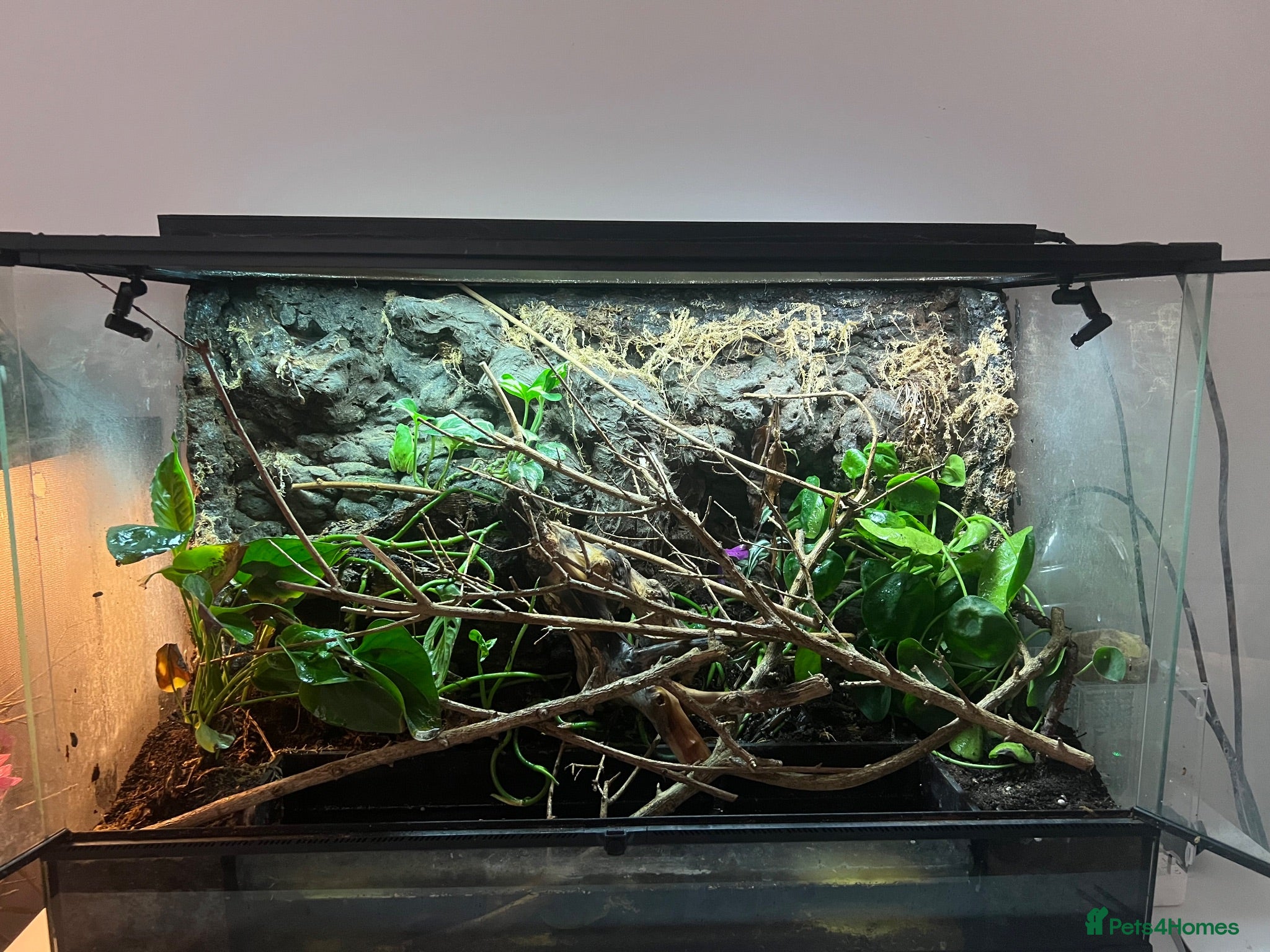Frog reptiles 2 tree frogs + fully bioactive enclosure - Advert 11