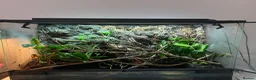 Frog reptiles for sale: 2 tree frogs + fully bioactive enclosure - Advert 1