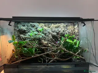 Frog reptiles 2 tree frogs + fully bioactive enclosure - Advert 1