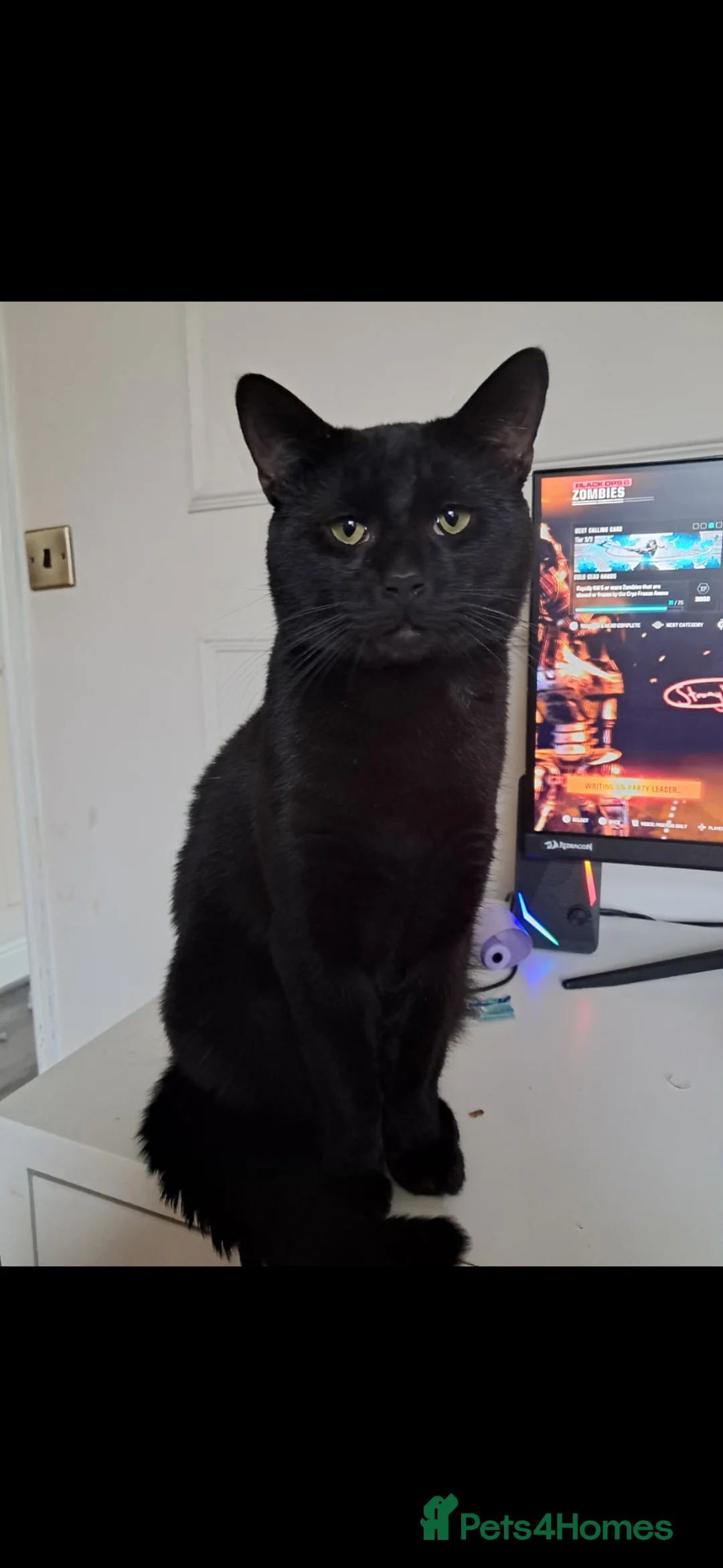 Mixed Breed cats for sale: 1 year old male cat - Advert 2