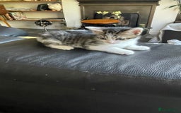 Mixed Breed cats for sale: Tabby kittens for sale - Image 15