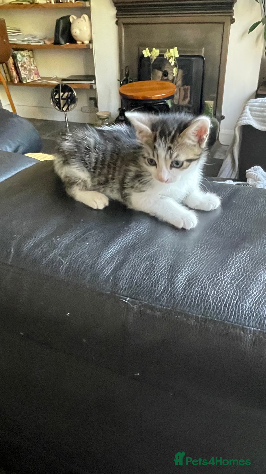 Mixed Breed cats for sale: Tabby kittens for sale - Image 15