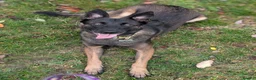 Belgian Shepherd Dog dogs for sale: Belgian Malinois Female - Advert 2
