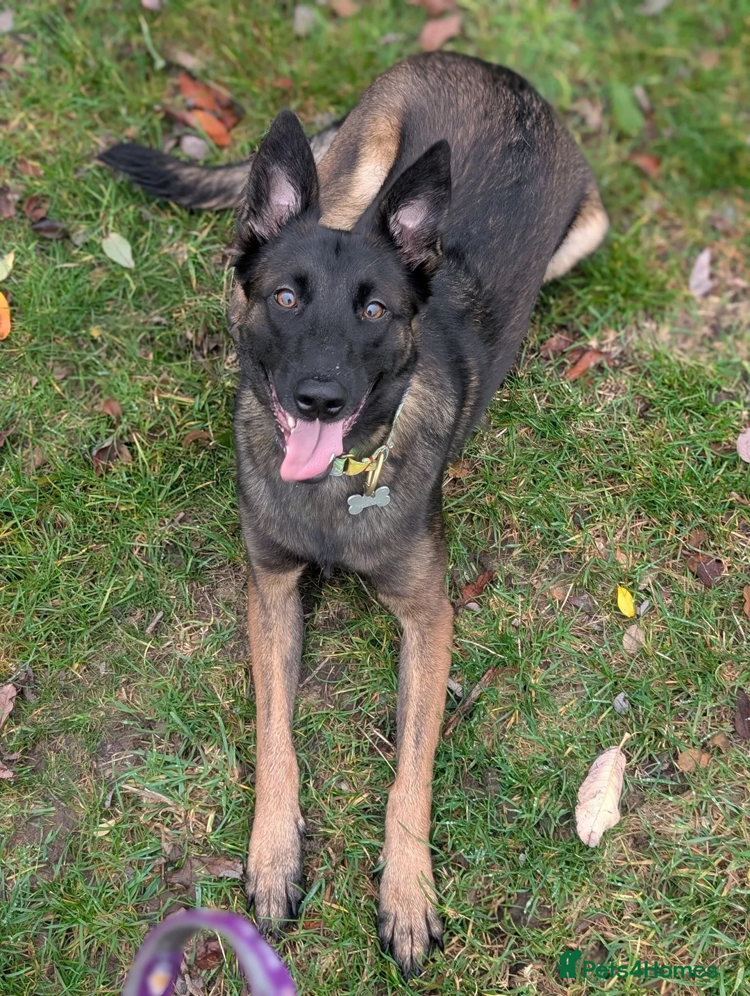 Belgian Shepherd Dog dogs for sale: Belgian Malinois Female - Advert 2