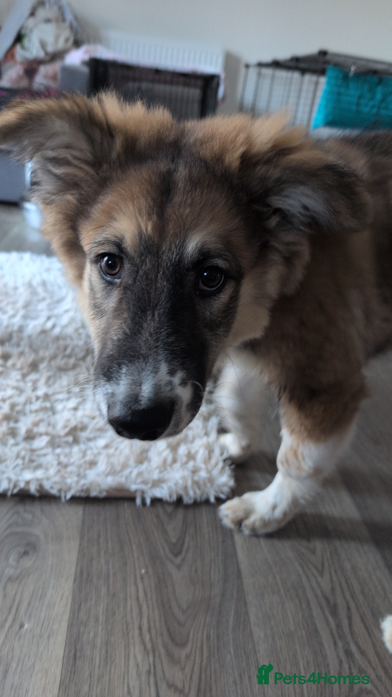 Mixed Breed dogs Golden shepherd  - Advert 1