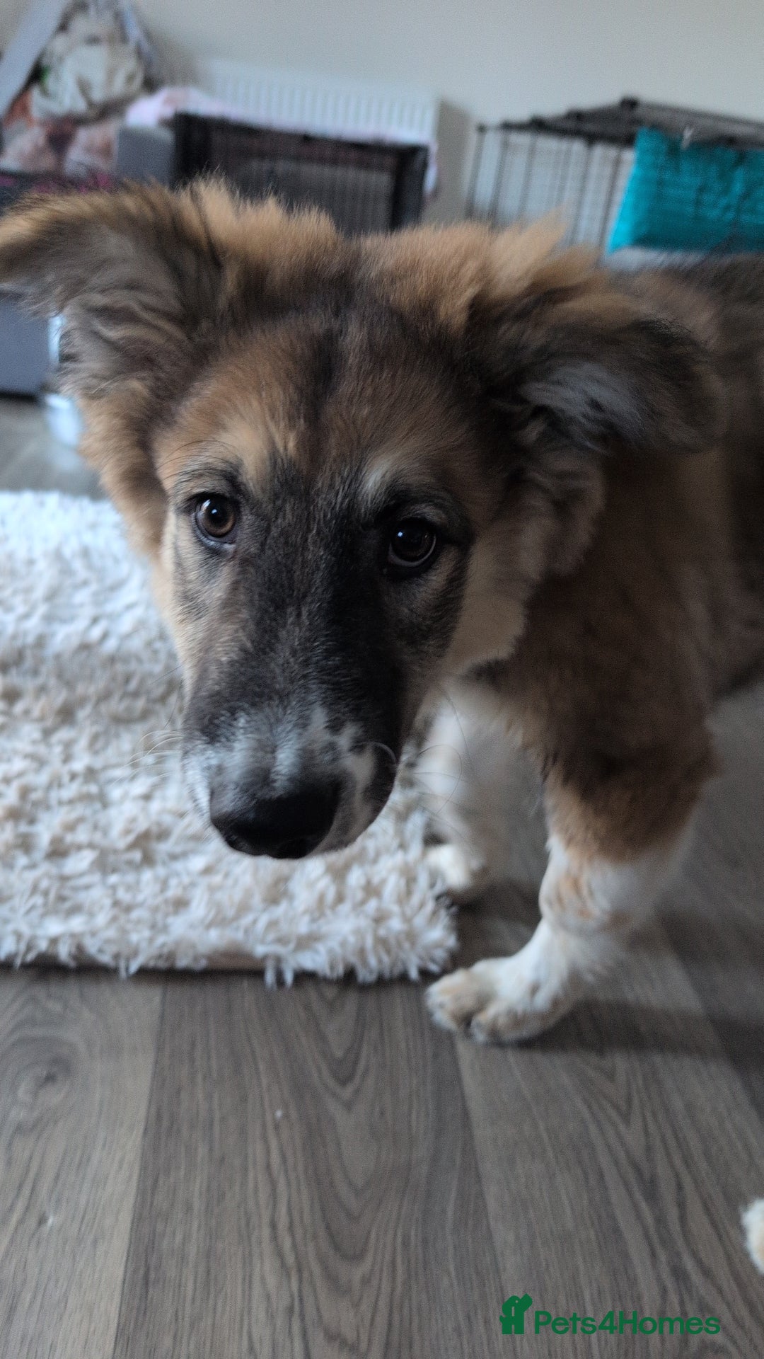 Mixed Breed dogs for sale: Golden shepherd  - Advert 1