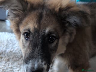 Mixed Breed dogs Golden shepherd - Advert 8