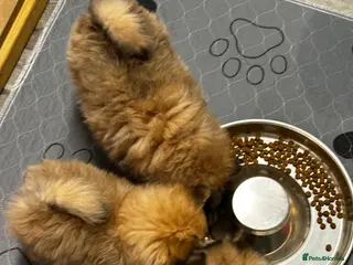 Pomeranian dogs GORGEOUS POMERANIAN PUPPIES!! 🐶🐶🐶 - Advert 6