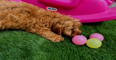 Cavapoo dogs - Advert 10