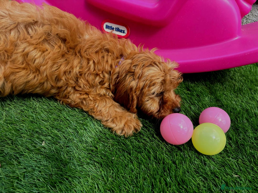 Cavapoo dogs for sale: DNA CLEAR F1 RED CAVAPOOS  - Image 3