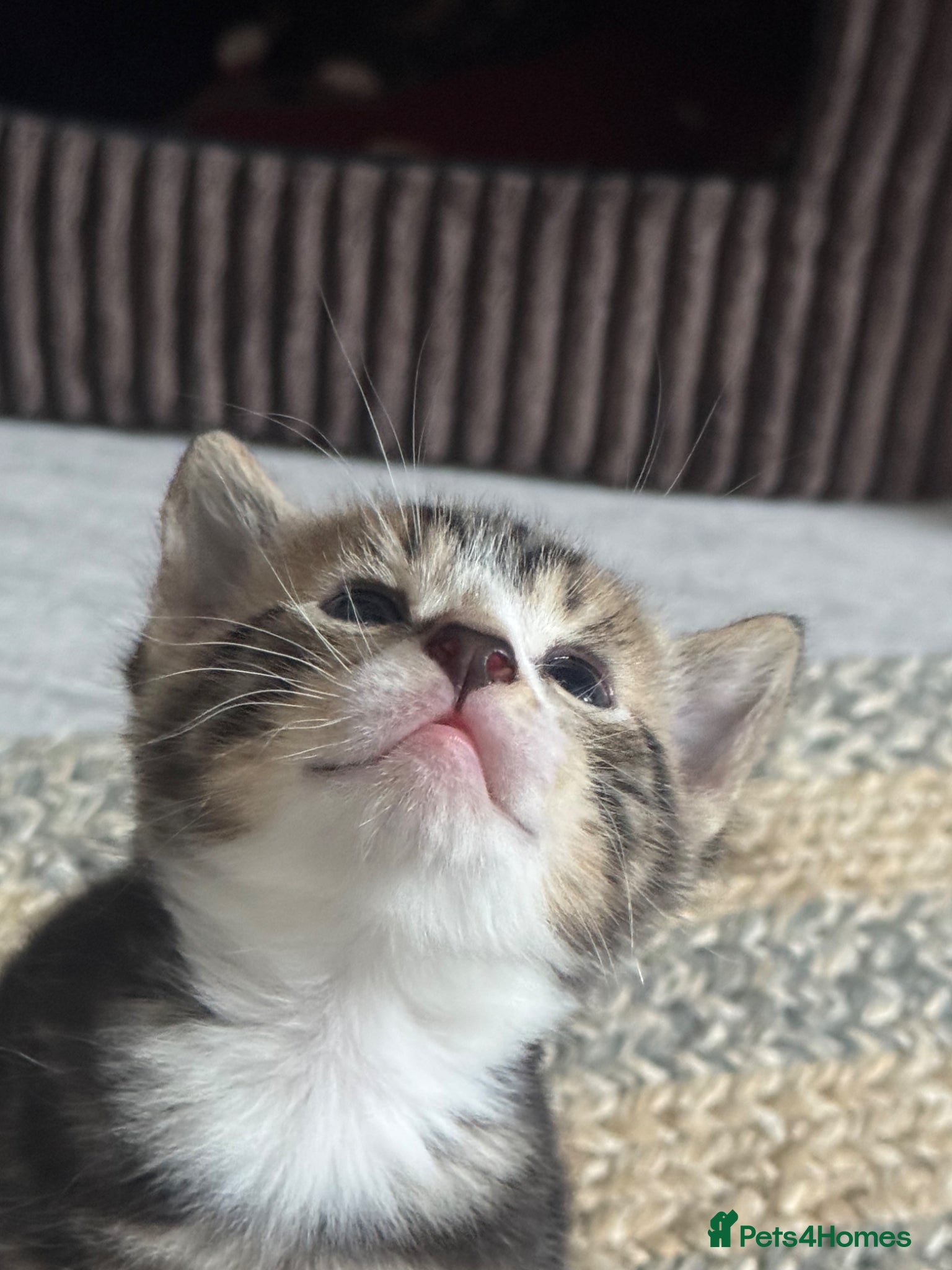 Mixed Breed cats 4 cute kittens for sale  - Advert 1