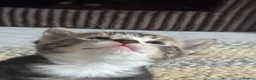 Mixed Breed cats for sale: 4 cute kittens for sale  - Advert 2