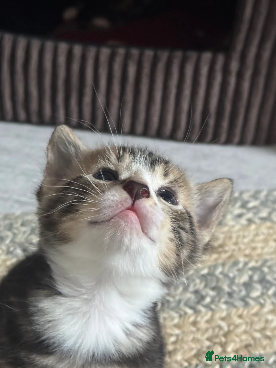 Mixed Breed cats for sale: 4 cute kittens for sale  - Advert 2