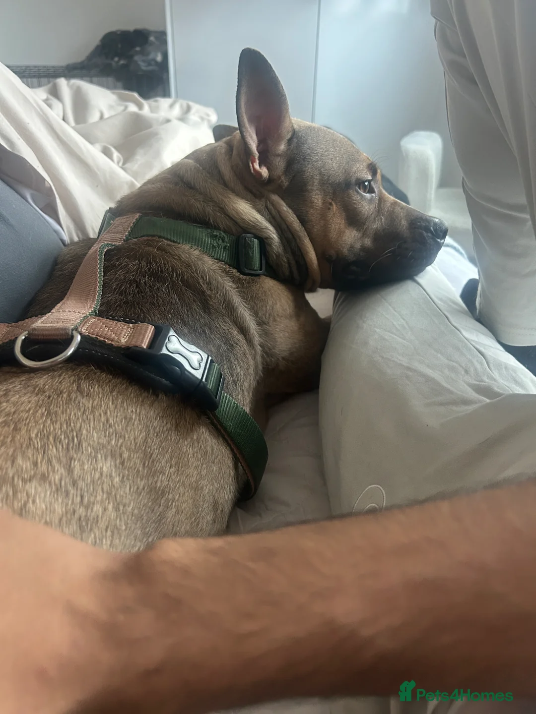 Mixed Breed dogs for sale: Taurus / Toro  in Manchester - Advert 4