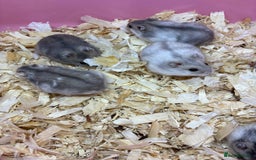 Hamster rodents for sale: Cute, friendly dwarf hamsters  - Image 9