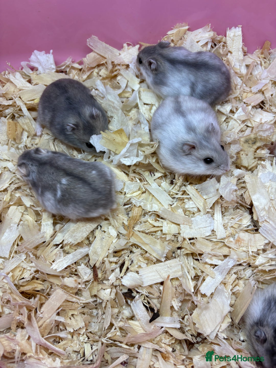 Hamster rodents for sale: Cute, friendly dwarf hamsters  - Image 9