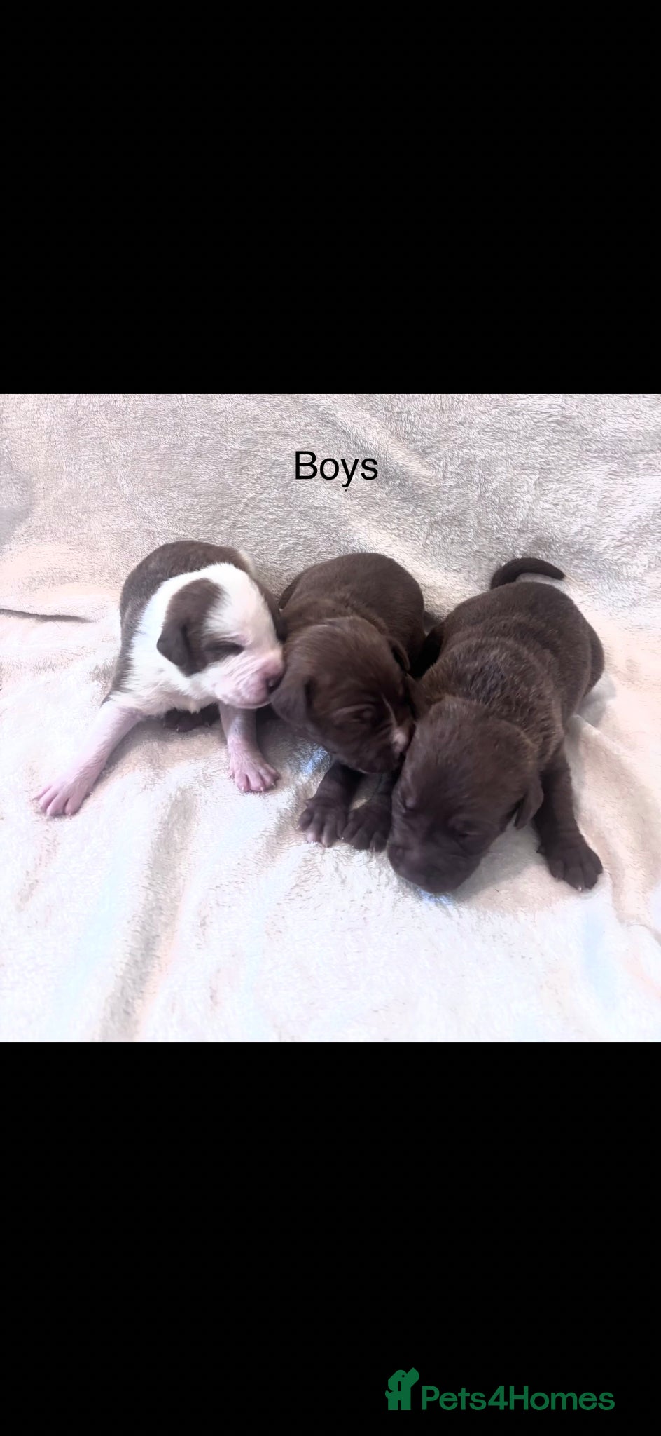 Mixed Breed dogs for sale: Staff Cross Puppies  in Towcester - Advert 4