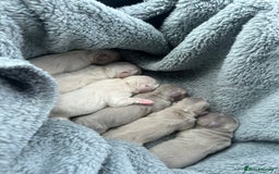 French Bulldog dogs for sale: Litter of KC Registered French bulldog pups.  - Image 24