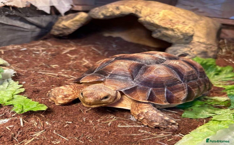 Tortoise reptiles - Advert 6