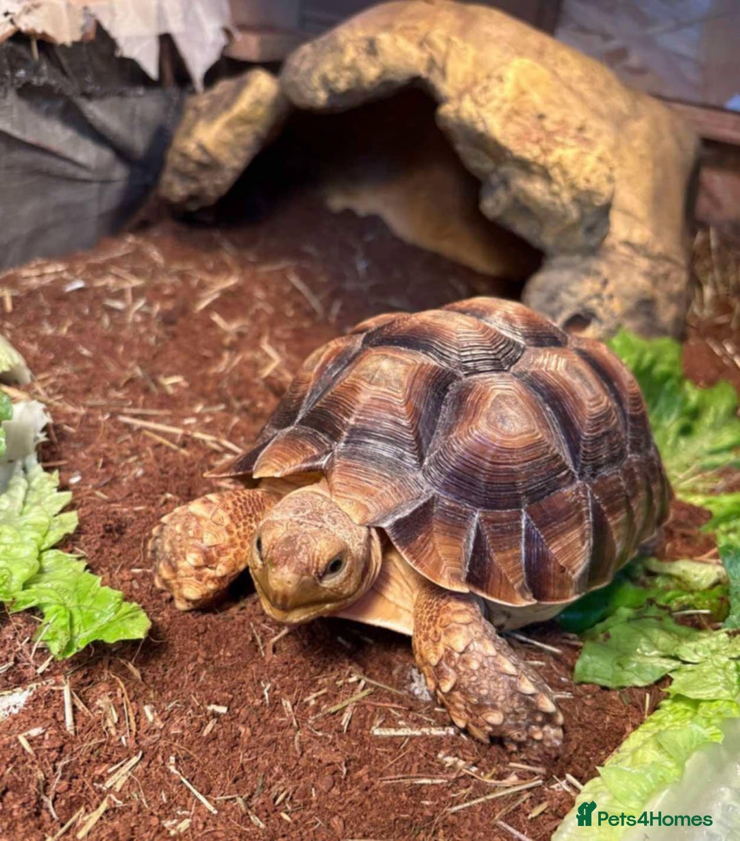 Tortoise reptiles for sale: 3 year old Sulcata Tortoise  - Image 1