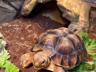 Tortoise reptiles - Advert 8