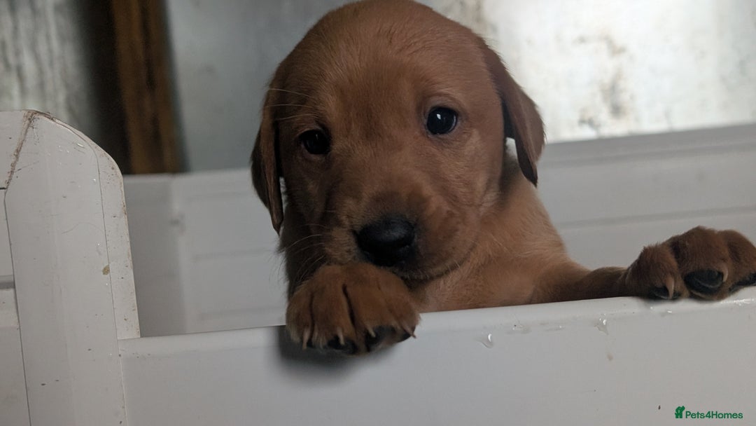 Labrador Retriever dogs for sale: Fab KC Fox Red Pups - 4* Higher Standard Breeder - Advert 12