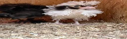 Mixed Breed poultry for sale: Rumpless Arucana Hen Polish, Brahma, silkie chicks - Advert 29