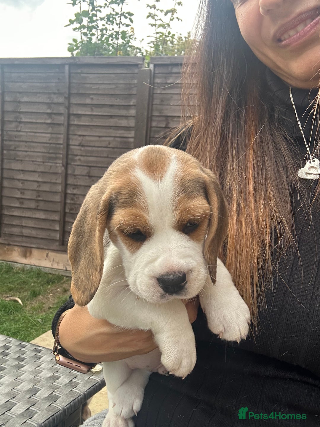 Beagle dogs for sale: Pedigree KC Registered Male Beagle Puppy - Advert 4