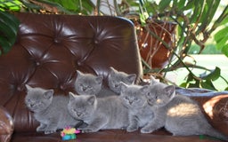 British Shorthair cats for sale: BSH Blue kittens, 3xgirls 3xboys - Image 14