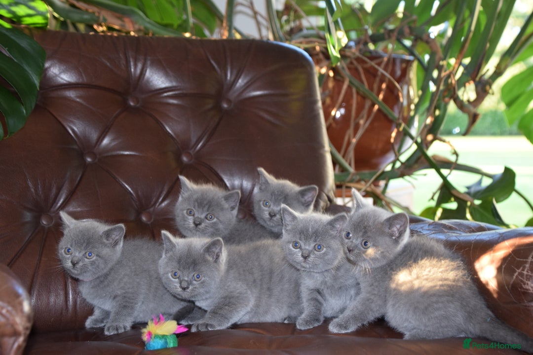 British Shorthair cats for sale: BSH Blue kittens, 3xgirls 3xboys - Image 14