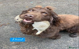 Sprocker dogs for sale: Last 2 girls available chocolate Sprockers - Image 15