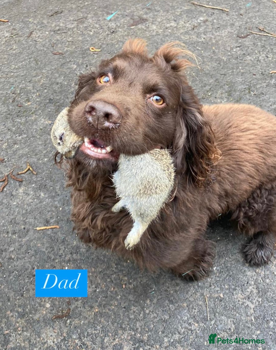 Sprocker dogs for sale: Last 2 girls available chocolate Sprockers - Image 15
