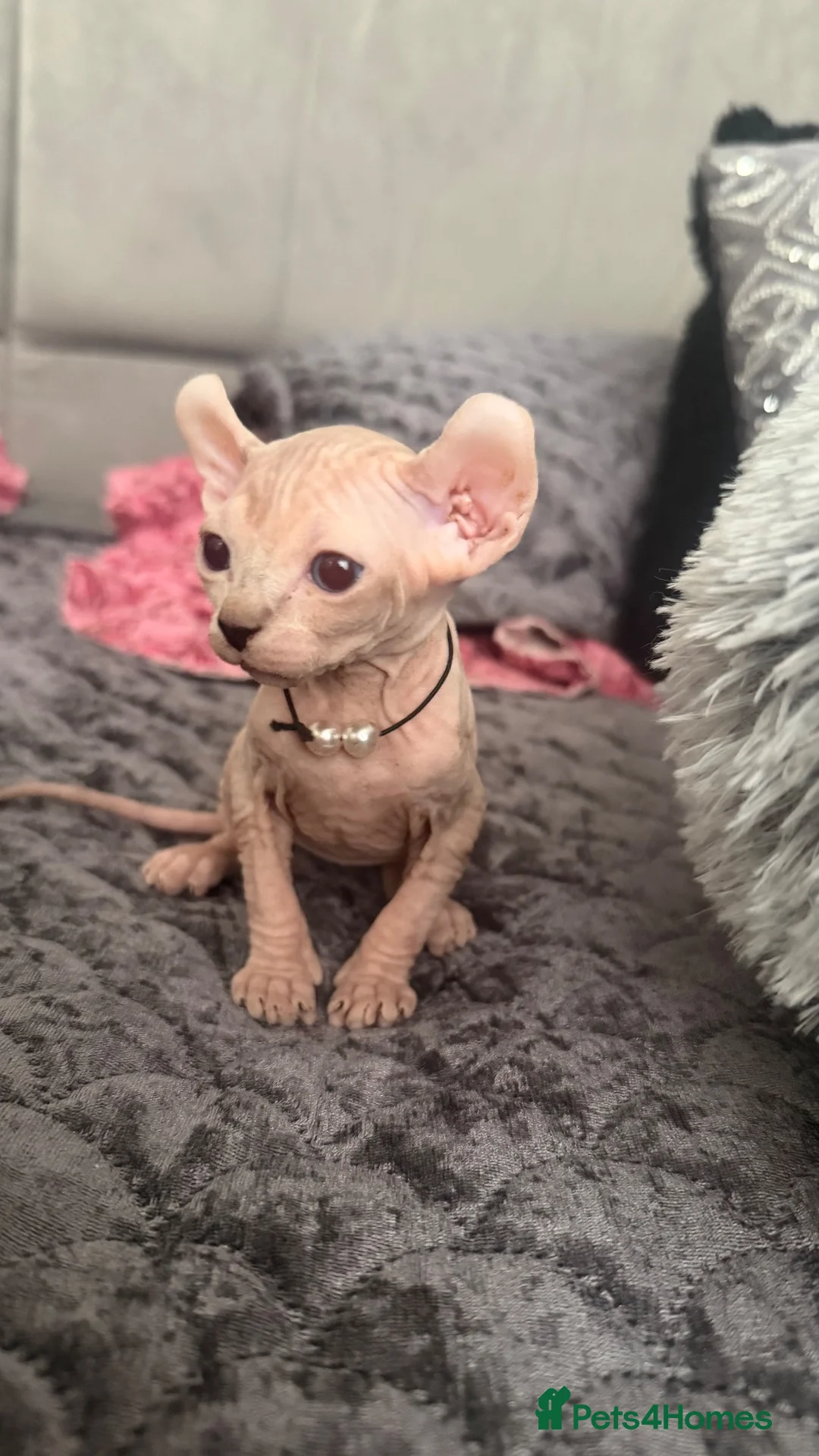 Sphynx cats for sale: Reservations Available NOW! 🦋🌺 - Advert 2