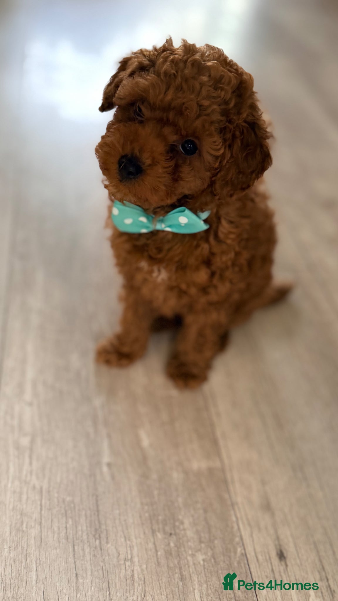 Toy Poodle dogs Asian Toy Poodle  - Advert 6
