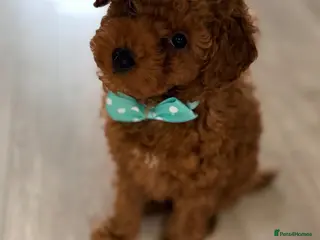 Toy Poodle dogs Asian Toy Poodle - Advert 3