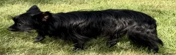 Yorkshire Terrier dogs for adoption: 🐾 VALERIO – Male Yorkshire Terrier 🐾 in Caterham - Advert 6