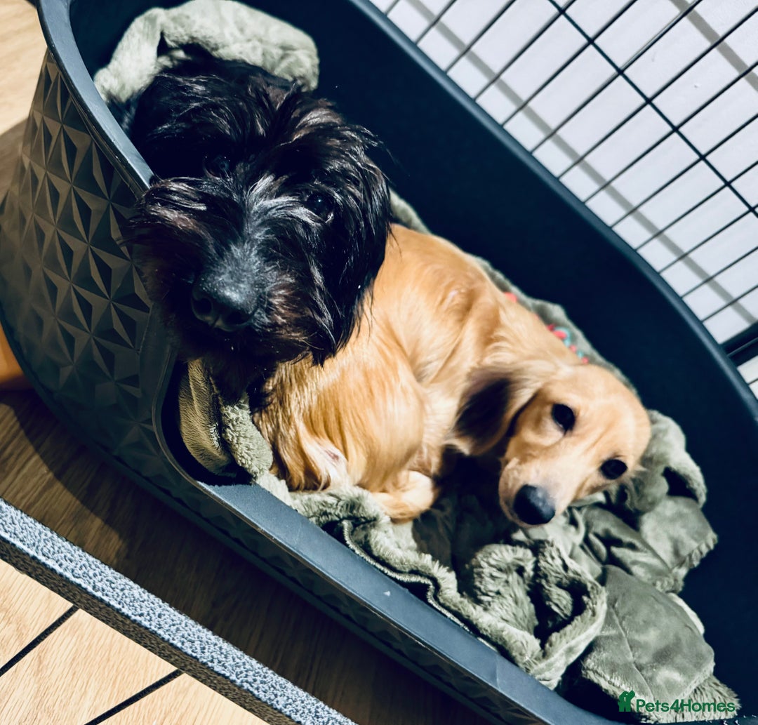 Miniature Dachshund dogs for sale: KC reg Female Wire Haired Mini Dachshund  - Advert 4