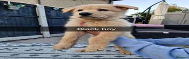 German Shepherd 4