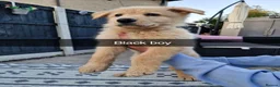 German Shepherd dogs for sale: 8 pups available   in Doncaster - Advert 11
