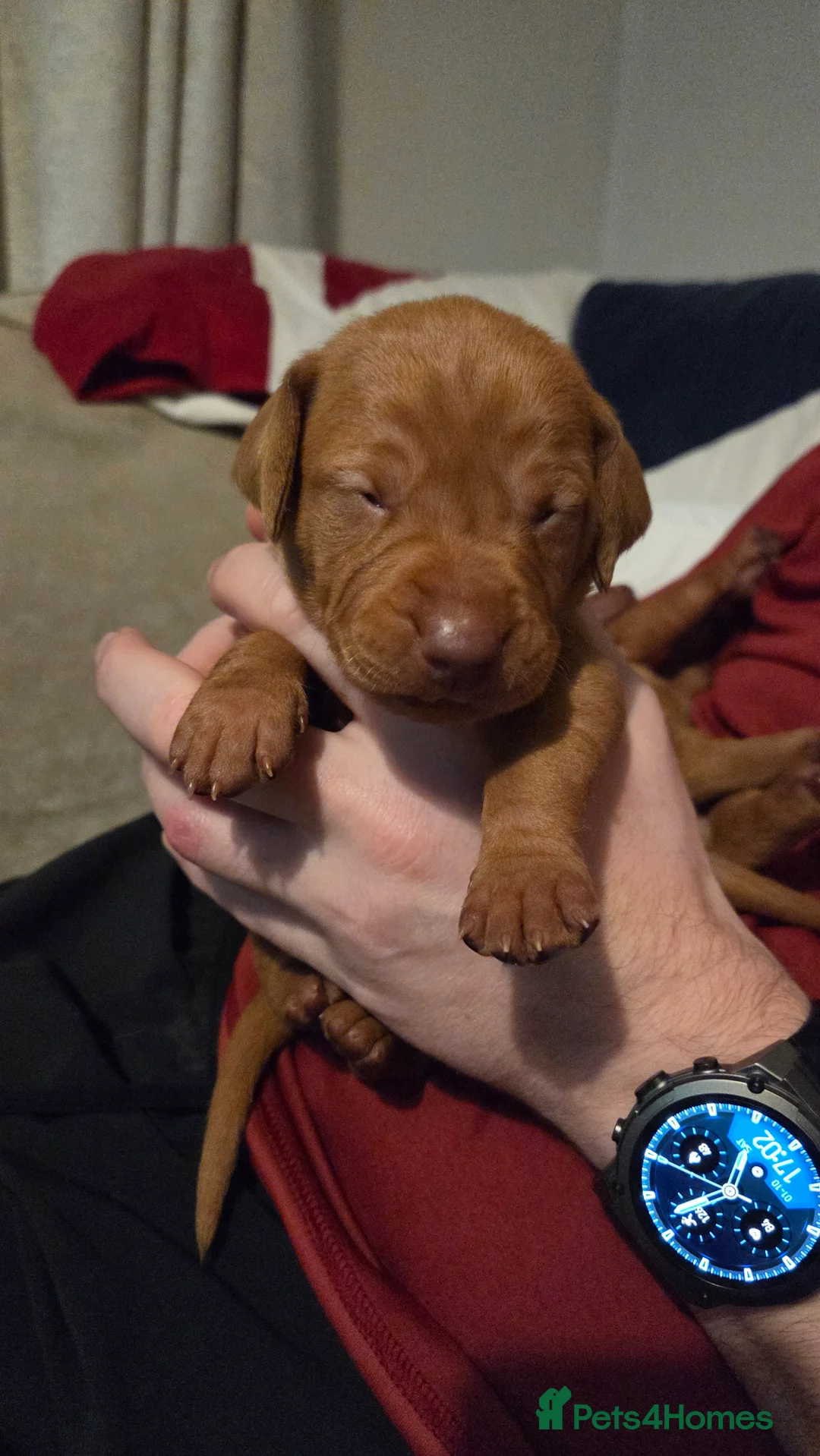 Hungarian Vizsla dogs for sale: 🧡 Hungarian Vizslas. Exceptional pedigrees 🧡 - Advert 31