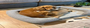 Cockapoo 4